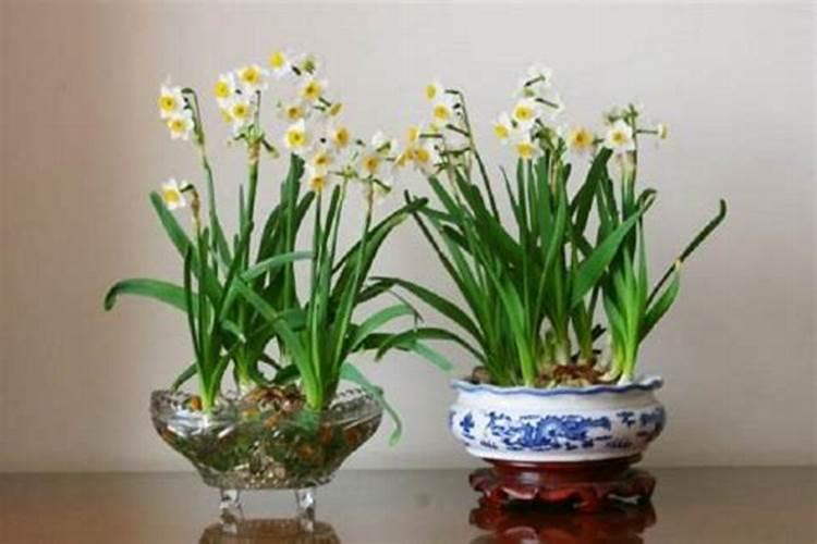 水仙花养在水里需要施什么肥料？要放在阳光底下吗？