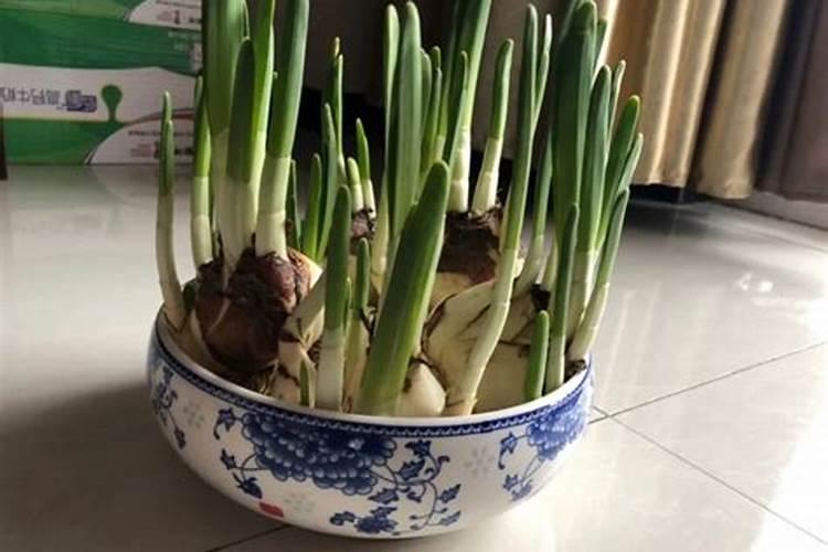 水仙花如何施肥