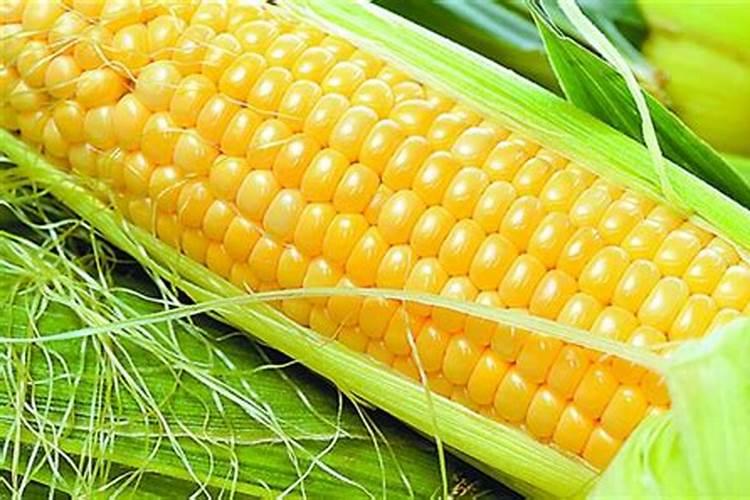 什么食物能补锌