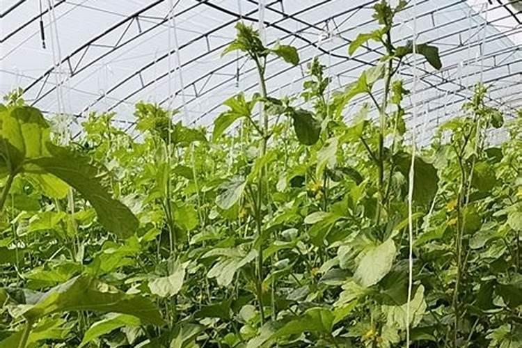 甜瓜打什么叶面肥最好？