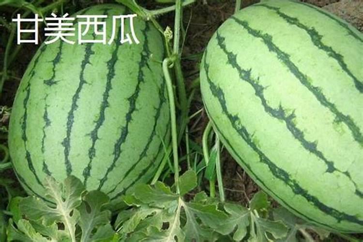 魔芋用什么肥料最好