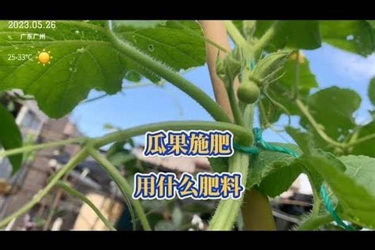 一般的蔬菜瓜果要用到什么肥料