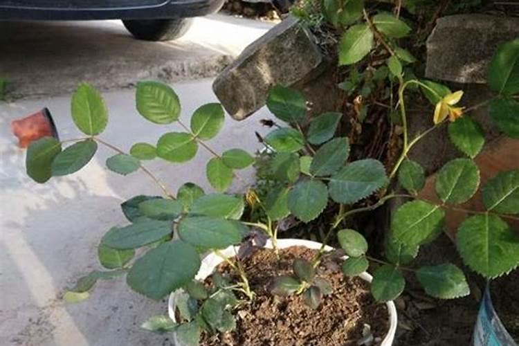 怎样养花可以养的茁壮茂盛