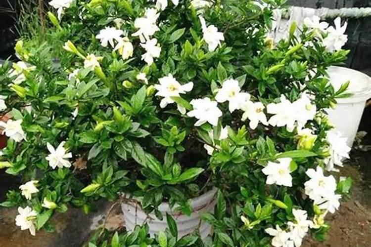 月季如何正确施肥月月开花