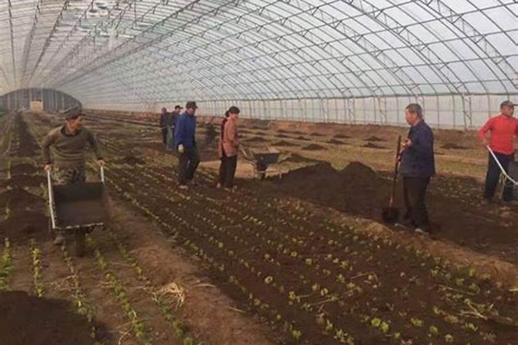 蔷薇花施肥施什么肥料