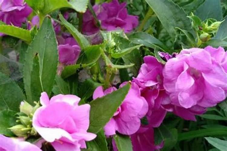 凤仙花要怎么种植