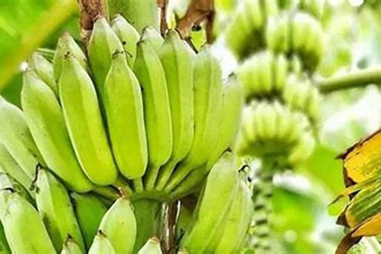 种香蕉用什么肥料最好