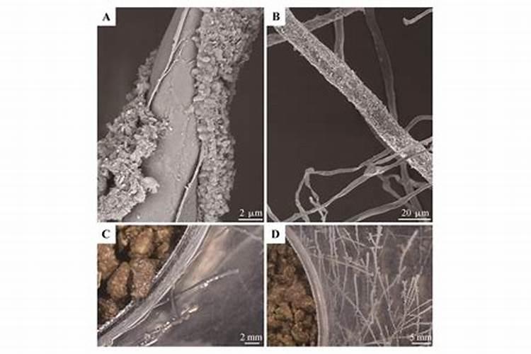 买的生物菌肥长毛了,又有人说这是菌丝,到底好不好