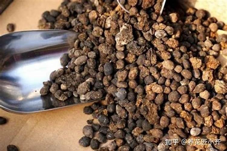 卖价不高的红灯大樱桃,为啥没被淘汰？老果农:优点还是很多的