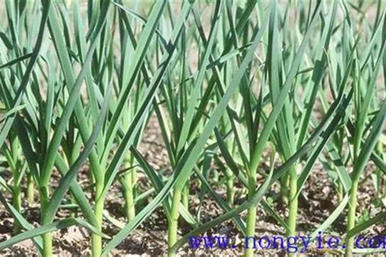 青菜施肥用复合还是尿素