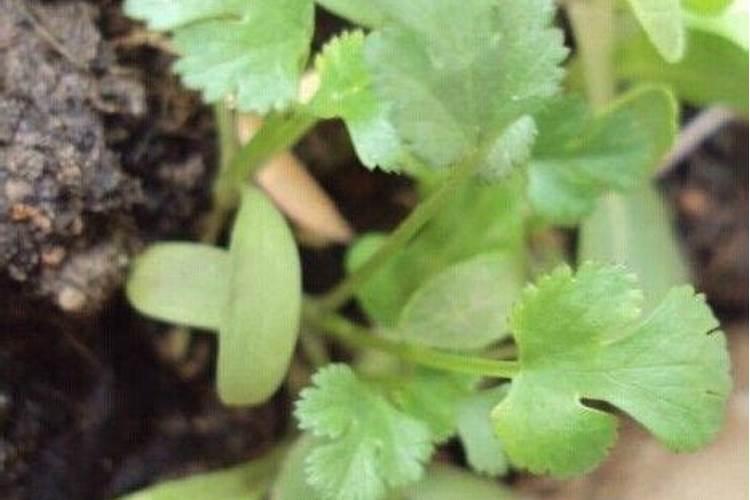 番茄在开花的时候适合用啥叶面肥来补充养分？