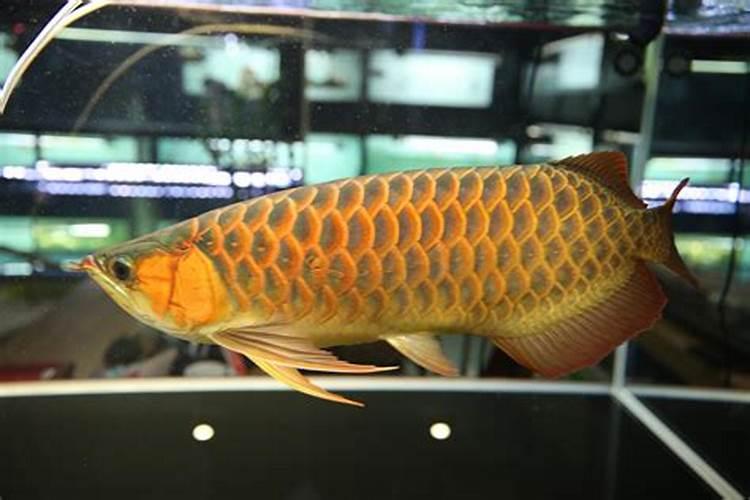 河北上桥生物科技有限公司怎么样？