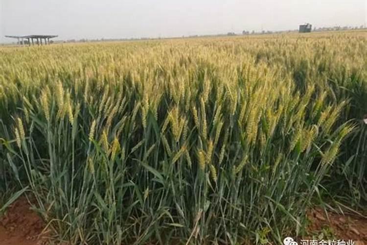 玉米是什么时候种植的？