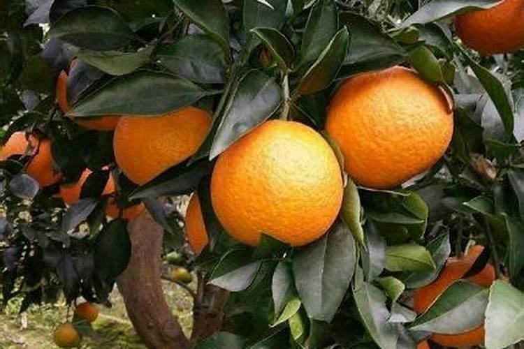 柑橘转色很慢,想要转色快一点应该用什么方式施肥最合适？