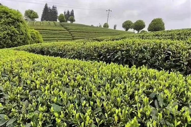 如何利用大棚种植茶叶的技术分析？
