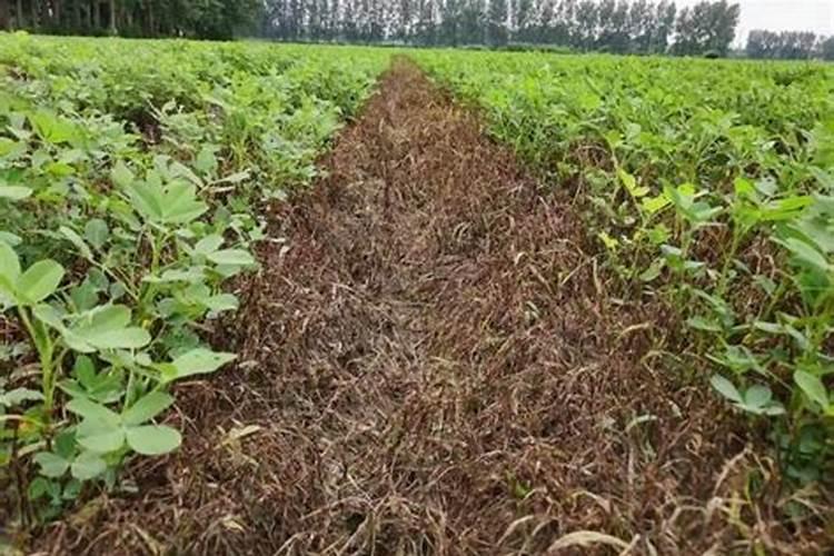 花生先打除草剂还是先打套餐