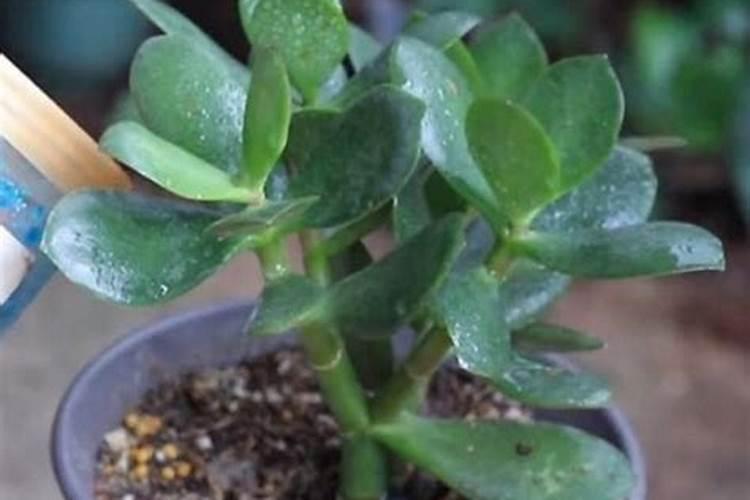 盐碱地施肥能不能加酸