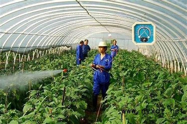 高氮水溶肥有什么效果