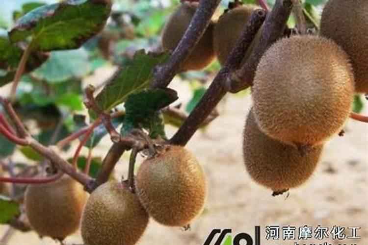 水溶肥价格都不一样,效果一样吗？