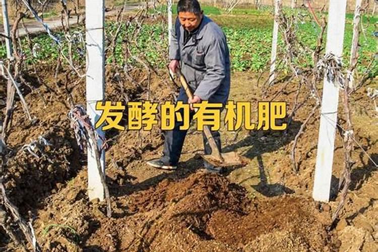 种植蔬菜水果如何使用生物有机肥