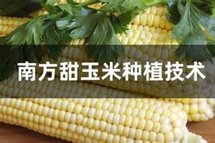 氟磺胺草醚下茬可以种玉米吗 有没有解药啊？