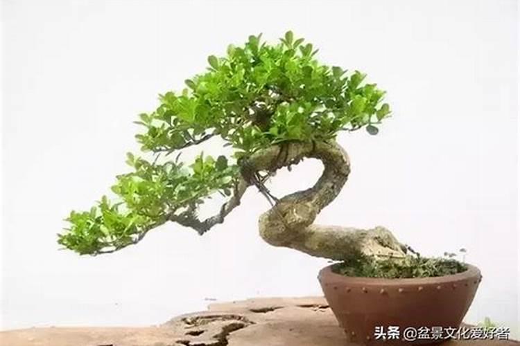 辣椒幼苗用什么肥长的快