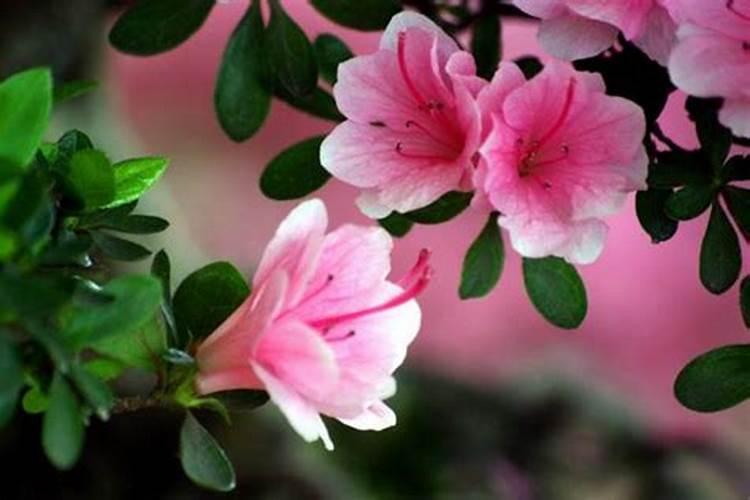 杜鹃花怎么养花蕾期施什么肥