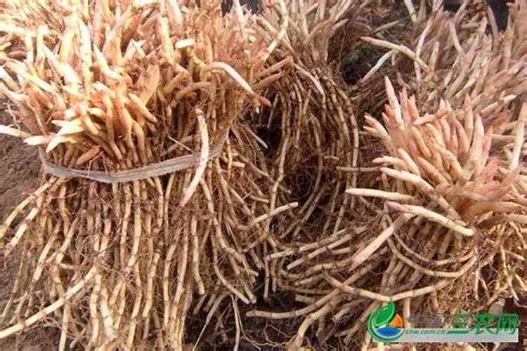 鱼腥草种植有什么具体方法