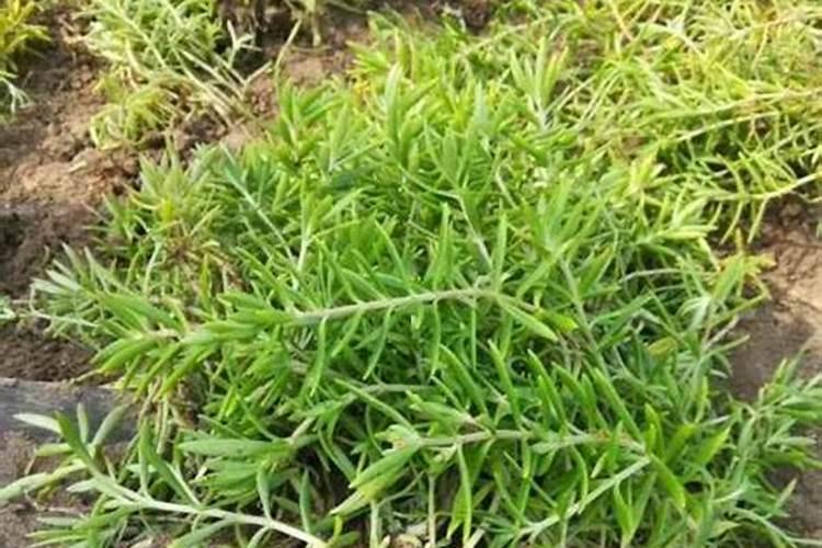 芋头浇水方法