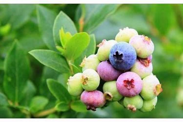 蓝莓怎么养殖一年开花就结果