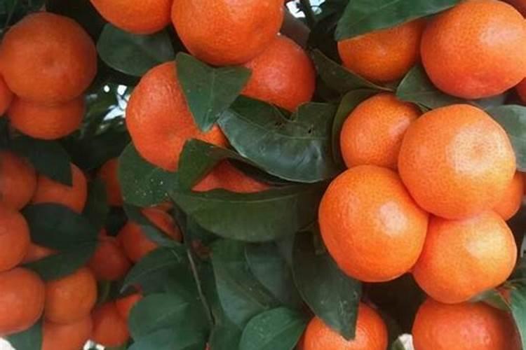 种植沙糖桔 在什么季节 喷什么品种的农药