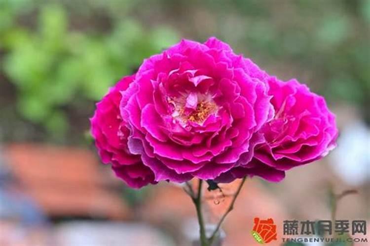 雨后的月季花怎么形容 月季花施肥管理