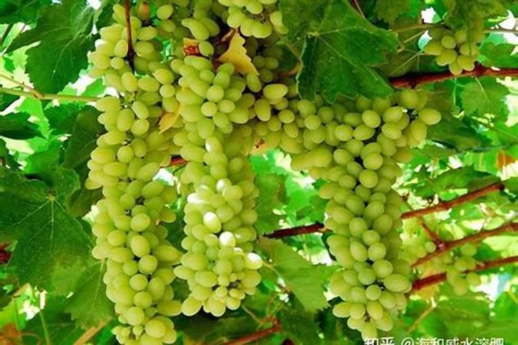 果树促花用什么叶面肥好？