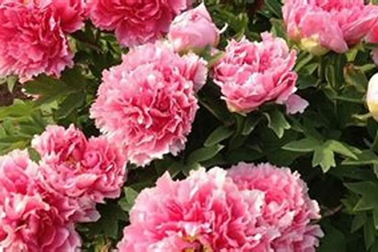 给花施肥一般都是用的什么肥料？