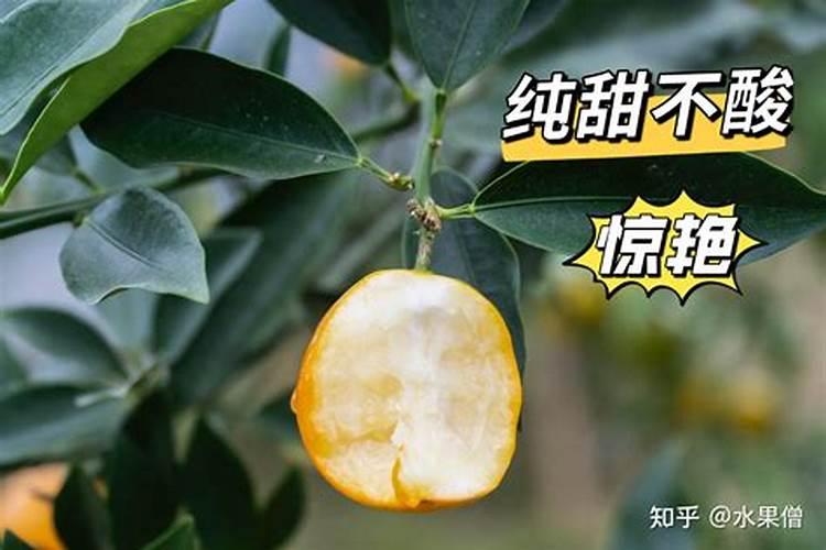 怎样栽茄子秧