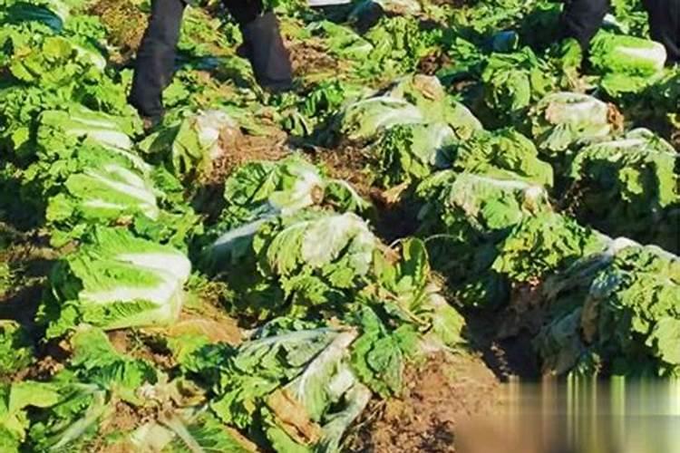 妈妈种菜用的小妙招