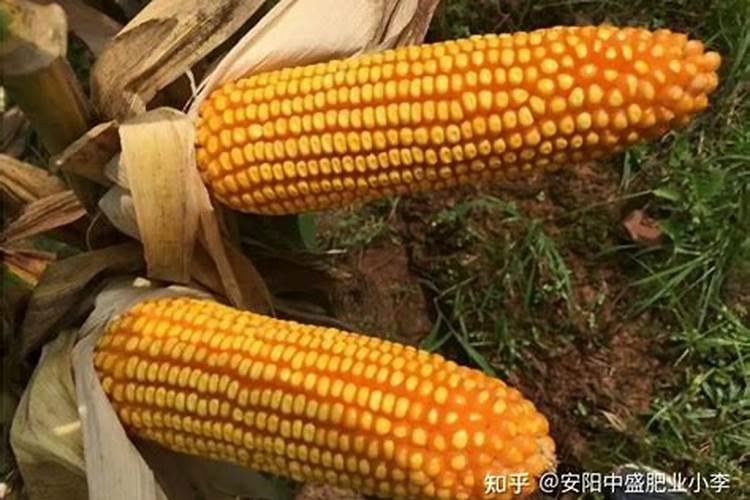 种玉米需要什么肥料最好