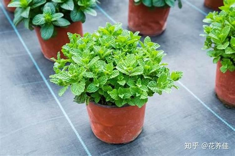 种红薯如何使用钾肥
