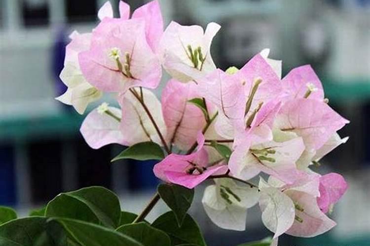 苹果树被化肥烧根了怎么办(果树施肥烧根严重的补救办法)