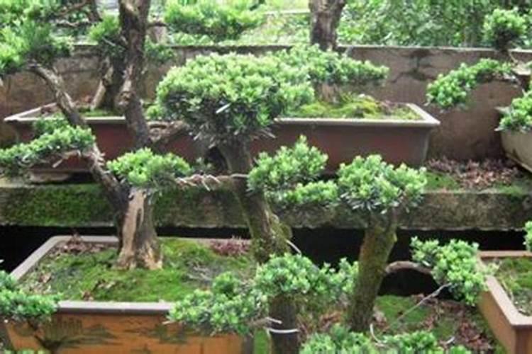 罗汉松的种植方法和注意事项介绍？