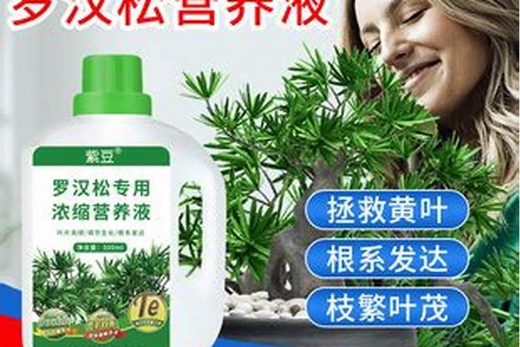 罗汉松用什么肥料最好