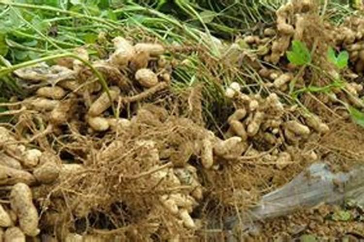 现在花生还能喷磷酸二氢钾吗