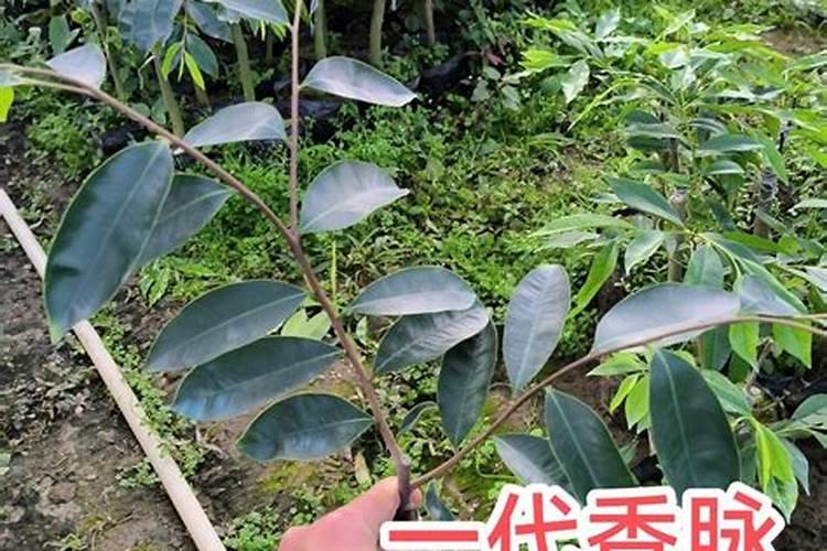 市面上卖8百多块钱的奇楠沉香手串是真的吗？