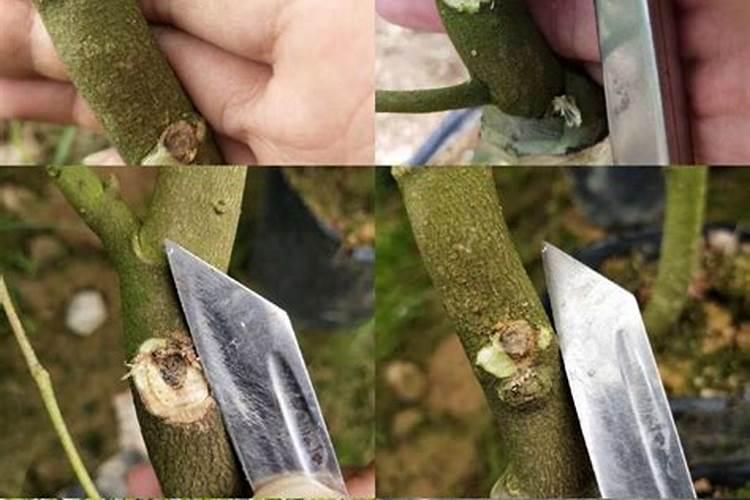 有种植的白奇楠吗