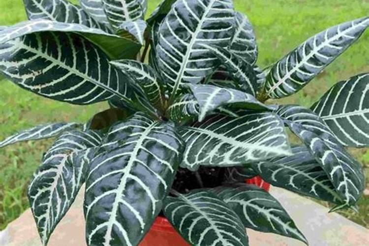 硫酸钾肥的正确使用方法