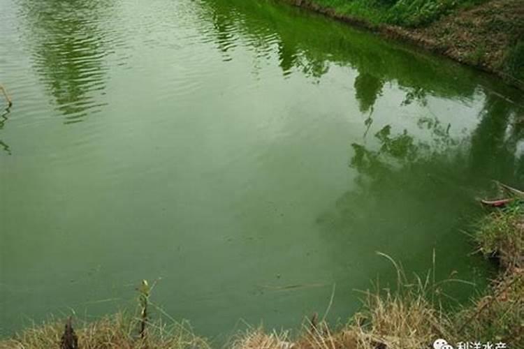 虾池用什么样的生物肥肥水最好