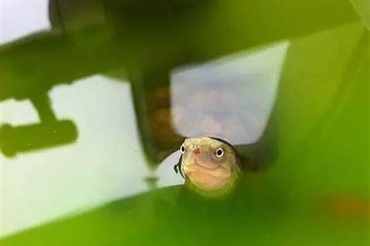 池塘养鱼如何施肥{急}