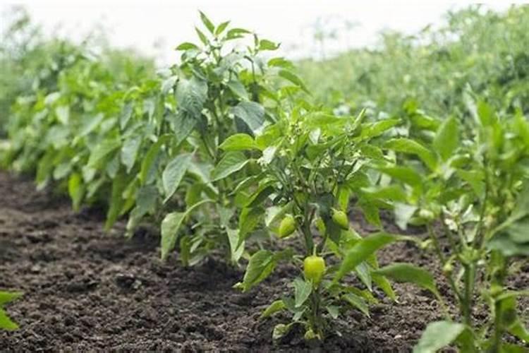 种植辣椒,如何施肥？