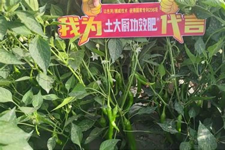 种植辣椒用什么底肥最好