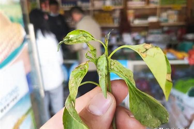 青椒生吃的功效与作用